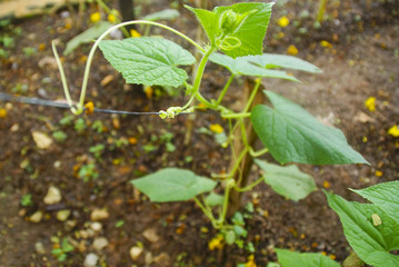 Green plants are planted in the garden