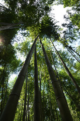 Fototapeta premium Kyoto - Foresta di Bambù