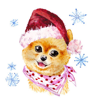 Watercolor artistic xmas dog in santa hat portrait isolated on white background. Cute pet animal head hand drawn. Pomeranian puppy. New Year symbol, christmas card, xmas emblem.
