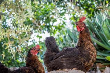 Roosters