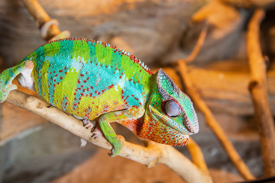 Detail of Chameleon in terrarium.