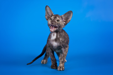 Oriental little kitten with huge ears on Studio blue background.