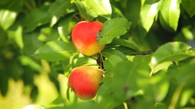 Fresh red apples on a branch in the garden