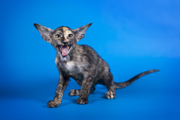 Oriental little kitten with huge ears on Studio blue background.
