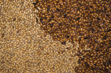 Textura de malte de cerveja com fundo vermelho natalino 