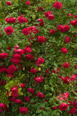 Bright red roses with buds on a background of a green bush. Beautiful red roses in the summer garden. Background with many red summer flowers.