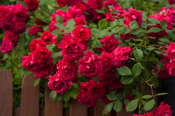 Bright red roses with buds on a background of a green bush. Beautiful red roses over brown fence in the summer garden. Background with many red summer flowers.