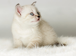 Fototapeta na wymiar British kitten watches a fluffy coverlet
