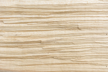 Macro of wooden texture from cut wooden log