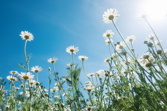 Fototapeta Chamomiles against the blue sky