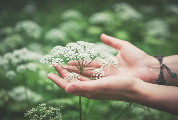Woman hand touching wild meadow flower