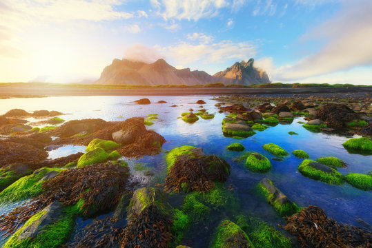 Stokksnes mountains and green water-plants