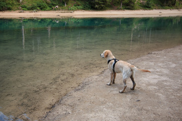 cucciolo di Golden Retriever al lago di Braies