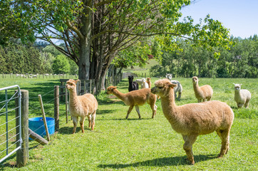 Alpacas in a farm of New Zealand. © gracethang
