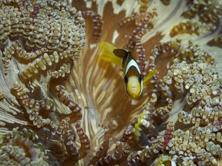 Clown fish at underwater