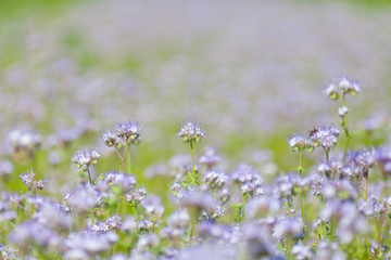 violet flowers field