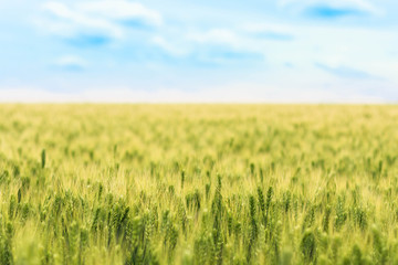 blurred background of the field of young green wheat with selective focuse on some spikes, a landscape with the blue sky with some clouds