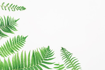 Frame of Fern leaves isolated on white background. flat lay, top view. Floral background