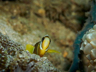 Fototapeta na wymiar Clown fish at underwater