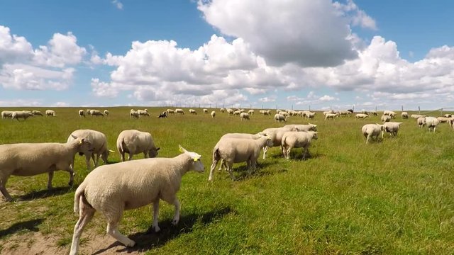 Sheep in field on sunny day