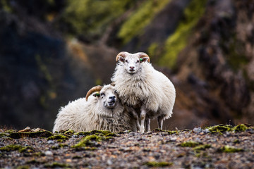 Sheep grazing in the mountains of Iceland.