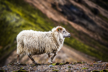 Naklejka premium Sheep grazing in the mountains of Iceland.
