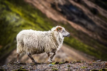 Crédence de cuisine en verre imprimé Moutons Sheep grazing in the mountains of Iceland.