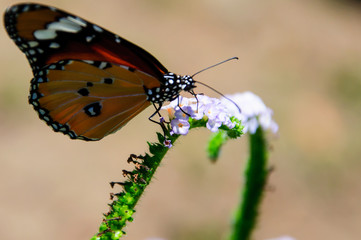 Butterfly Thailand