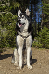 Alaskan Malamute Pose Camping Pine Forest