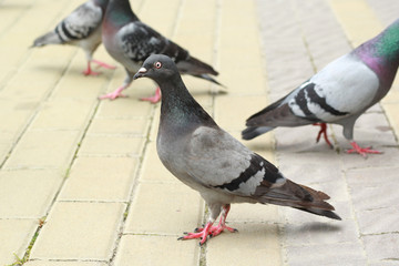 Obraz premium Free four pigeons on the pavemen.