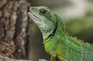 Green Iguana on a branch in the park