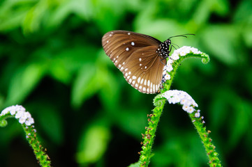 Butterfly Thailand