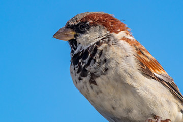 Spatz