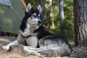 Dog Laying down Tent Camp Pine Forest