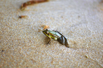 Little frog on the sand on the sea beach. Sand background. Amphibian macro photography