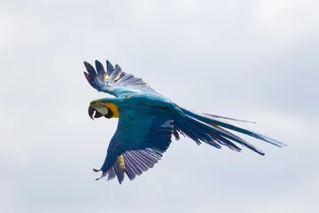 Papier Peint photo Perroquet Blue and yellow macaw in flight. Wild parrot flying. South American tropical bird.