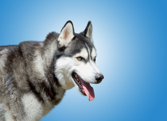 Portrait od husky dog on the blue background