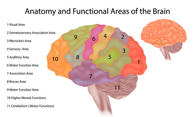Brain anatomy - A side view illustration of the human brain with functional areas