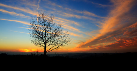 Fototapeta na wymiar Sunset under the tree.