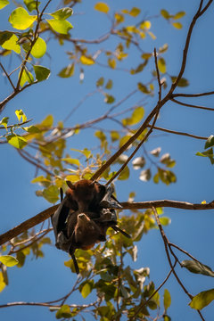 Two Bats hanging together in a gum tree at Katherine Gorge, Northern Territory, Australia.