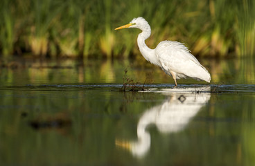 Great white egret (Egretta alba)