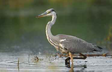 Grey heron (Ardea cinerea)