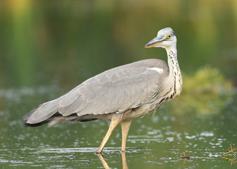Grey heron (Ardea cinerea)