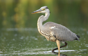 Grey heron (Ardea cinerea)
