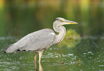 Grey heron (Ardea cinerea)