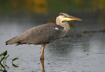 Grey heron (Ardea cinerea)