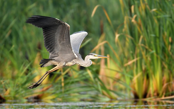 Grey heron (Ardea cinerea) in flight