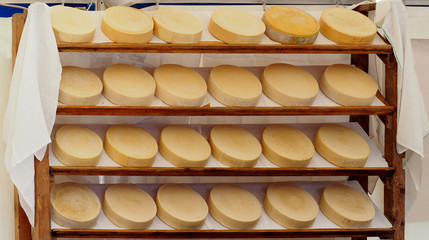 Organic italian cheese wheels on a shelf of a rural market. Every cheese wheels has marked its manufacturing date