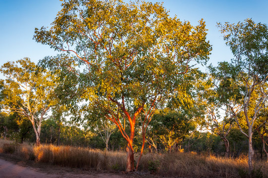Typical Australian landscape with sunlit red gum trees at Katherine camping site, Nitmiluk National Park, Northern Territory, Australia.