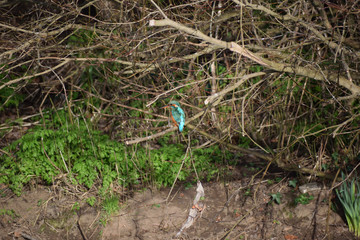 Kingfisher watching and waiting